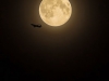 lune plein aout avion-04352