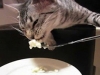 cat eating wt fork