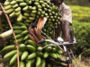farmer n bike overloaded with banana