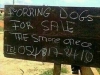 forring dogs for sale