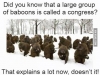 group of baboon is congress