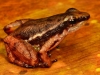 13_poison_dart_frog-new-species-found-in-tropical-rainforest