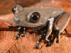 1_cocoa-frog-new-species-found-in-tropical-rainforest