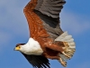 1aB-African Fish Eagle