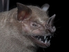 4_larger_fruit-eating_bat-new-species-found-in-tropical-rainforest