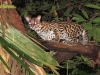 7_margay-new-species-found-in-tropical-rainforest
