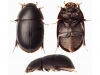 9_water_beetle-new-species-found-in-tropical-rainforest