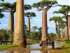 African Boabab Trees