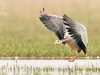 Bird-Photography-by-Prathap-Bharatpur-Bird-Sanctuary-Keoladeo-National-Parker-Bar-Headed-Goose-in-Flight-Prathap-Photography