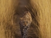 Luna the leopardess walks through a field of high grass. Hannes Lochner Photography