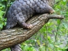 Pangolins are found naturally in tropical regions throughout Africa and Asia