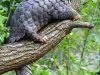 Pangolins are found naturally in tropical regions throughout Africa and Asia