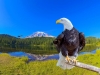 bald eagle2