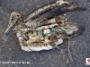 bird dead from garbage