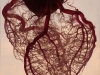 blood vessel in human heart