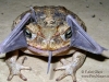 cane-toad-eating-a-bat-670x440