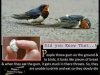 chewing gun kill birds