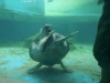 clapping turtle