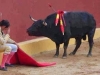 cornered bull-fighter