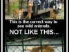 correct way to see wild animal