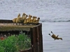 duck jumping