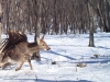 eagle-deer-attack