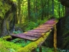 forest bridge british columbia