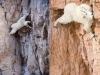 goat climbers