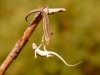 hanging lizards