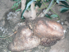 huge cassava1