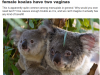 koala has two penises