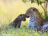 leopard motherly love