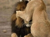 lion and lioness