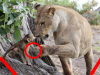 lion taking care of baby baboon