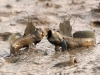 mudskippers - fishes that live out of water