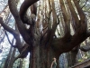 naturaleza-y-mas-12-500 year old candelabra redwoods growing the enchanted forest on shady dell in california.