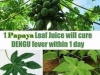 papaya leaves cure denue fever