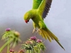 parrot on flower