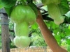 penis fruit