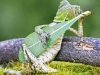 posing chameleon