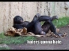 relaxing baboon