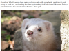 sex-starved ferret die