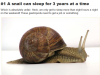 snail can sleep for three years