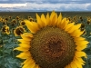 sunflower field near denver colorado airport