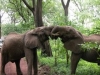 two elephant fighting