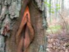 vagina tree