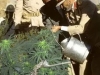 haile sellasie watering marijuana