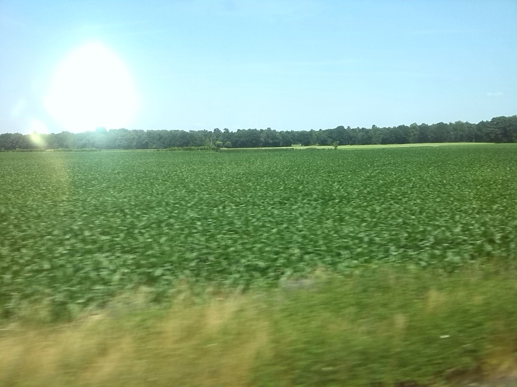 a corn-field in a dutch countryside