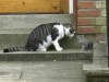 cat and squirell