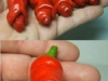 chili penis